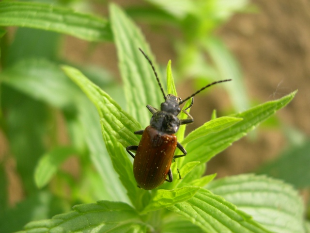 Cerambycidae? Omophlus from Israel